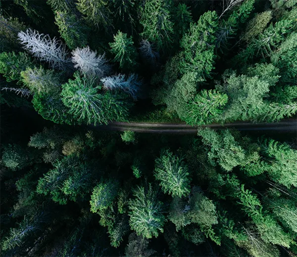 Caring For The Earth