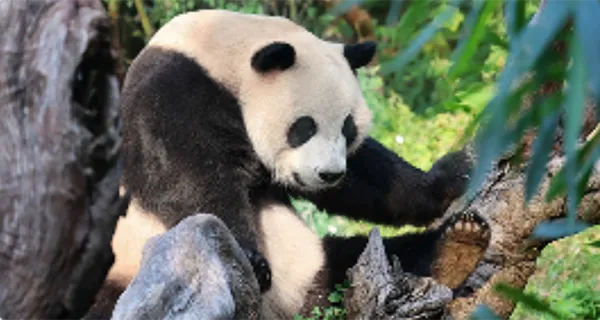 chengdu
