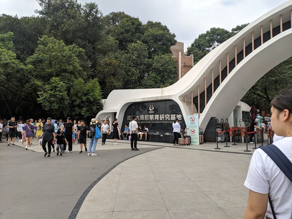 A giant panda in Chengdu