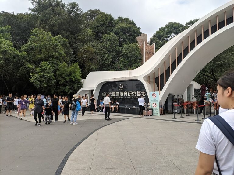 A giant panda in Chengdu