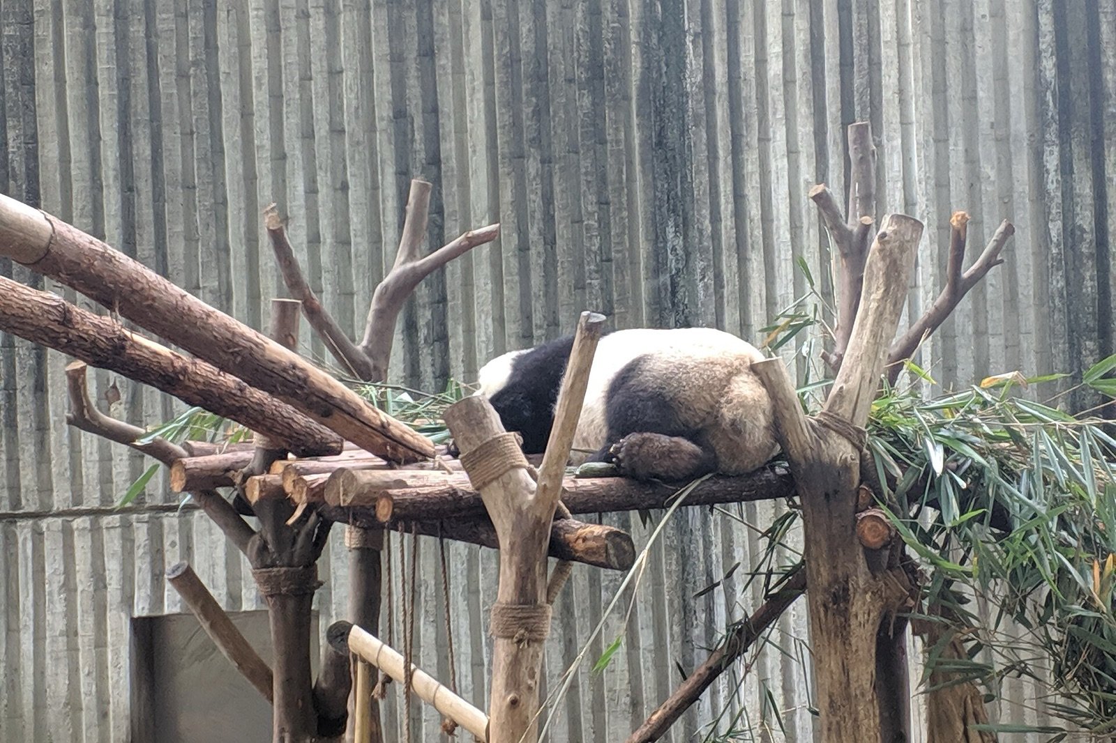 Giant panda resting on a wooden platform at the Chengdu Research Base