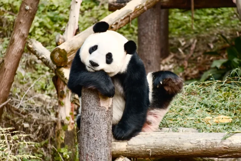 Giant panda resting on a tree branch