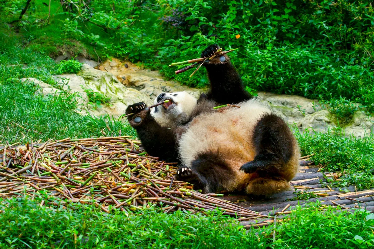 Giant panda lying on the grass in a wooded habitat