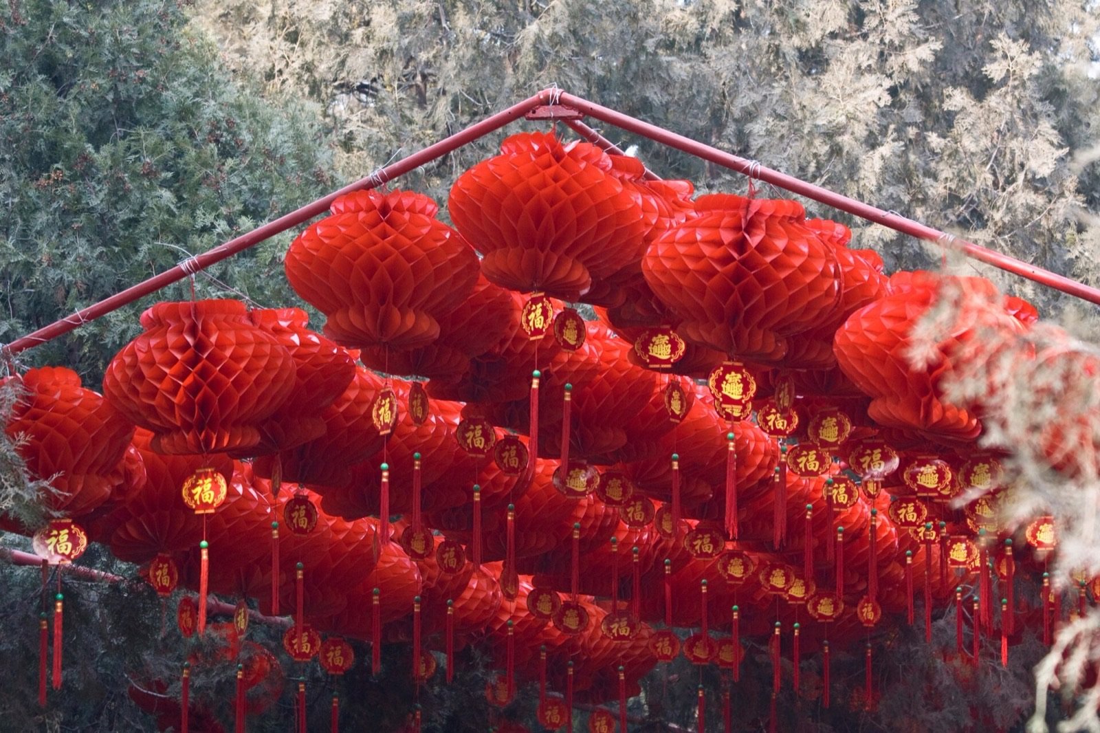Red lanterns hung for the Spring Festival at Ditan Park in Beijing.