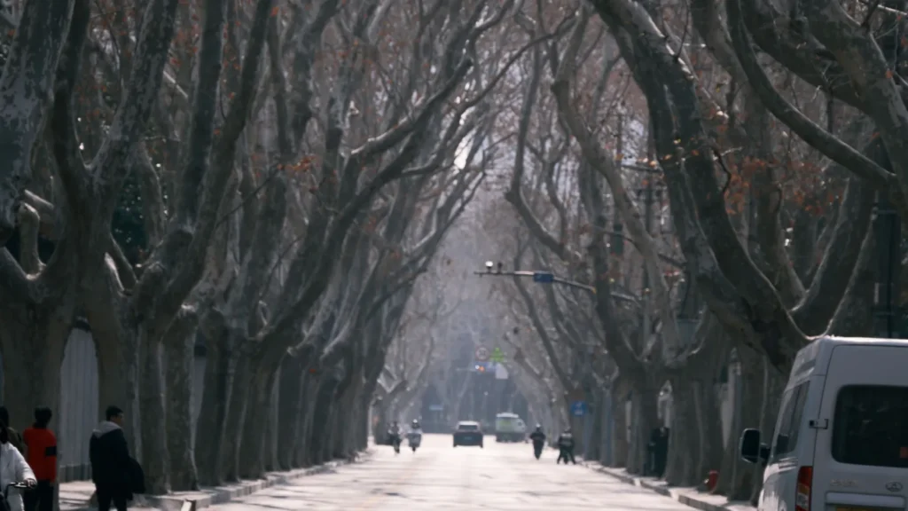 Leafless plane trees along a Shanghai street in winter