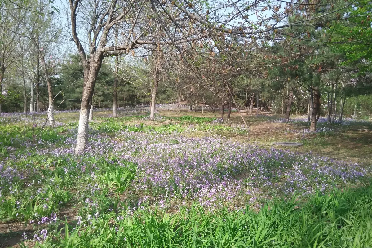 Spring flowers blooming in Beijing