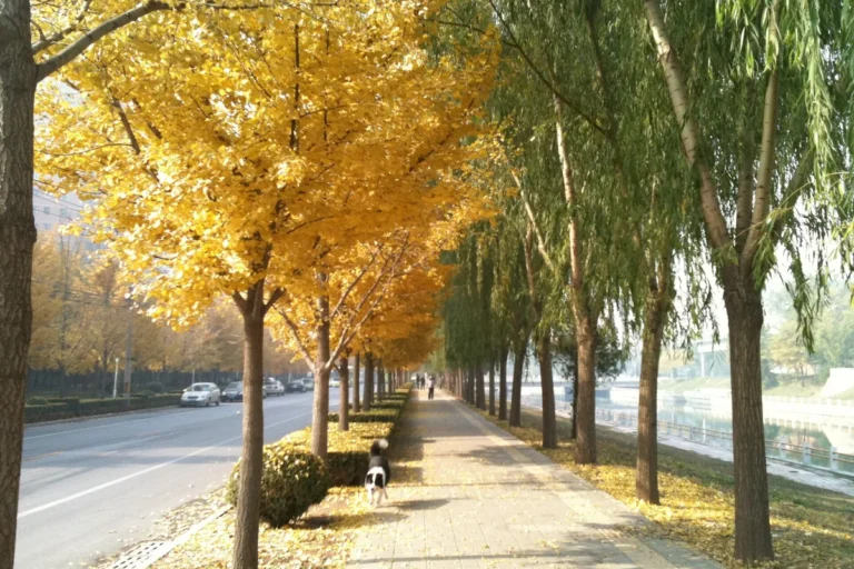 Autumn colours along Beijing's Xiba River