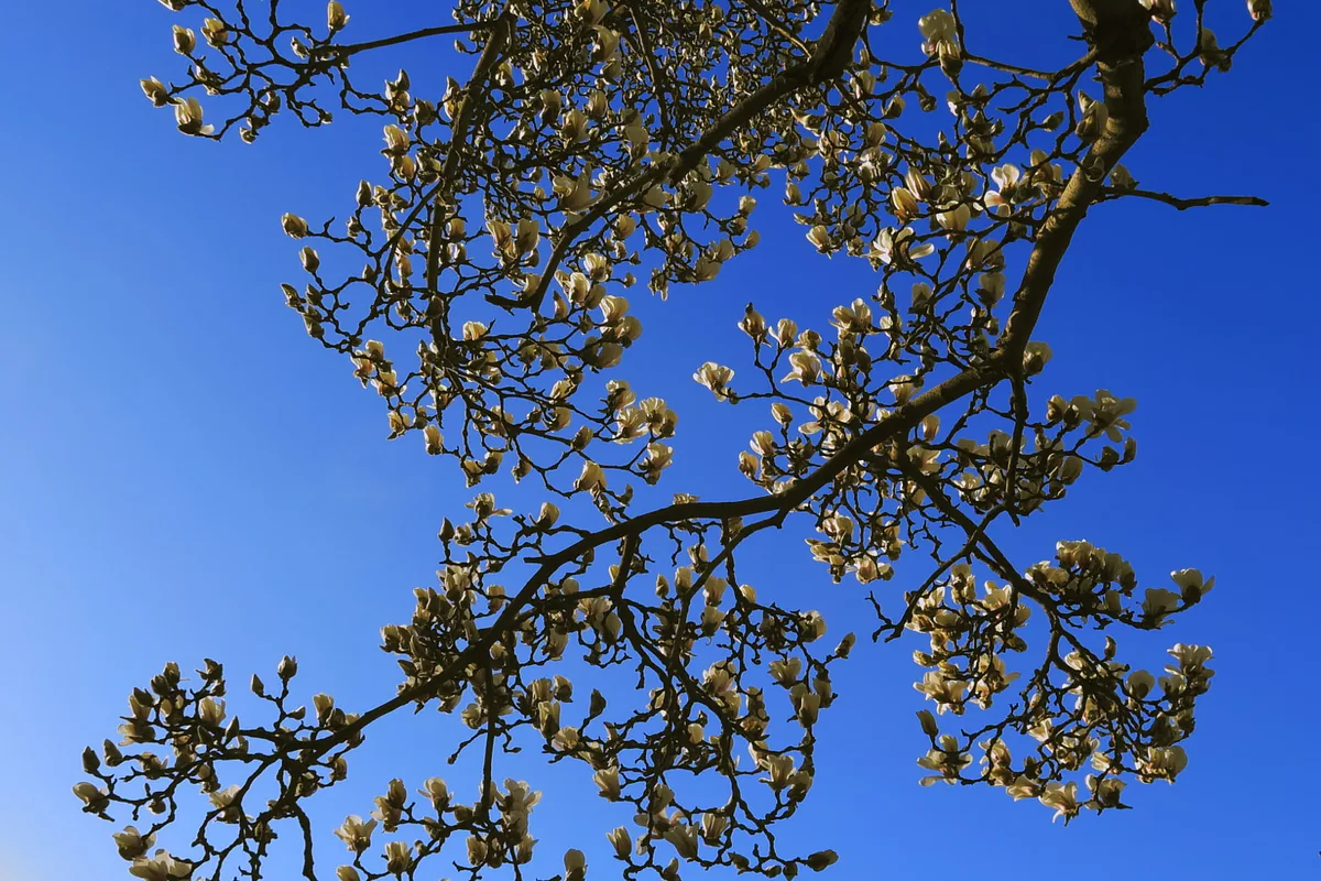 Magnolia flowers blooming in a Beijing park in spring