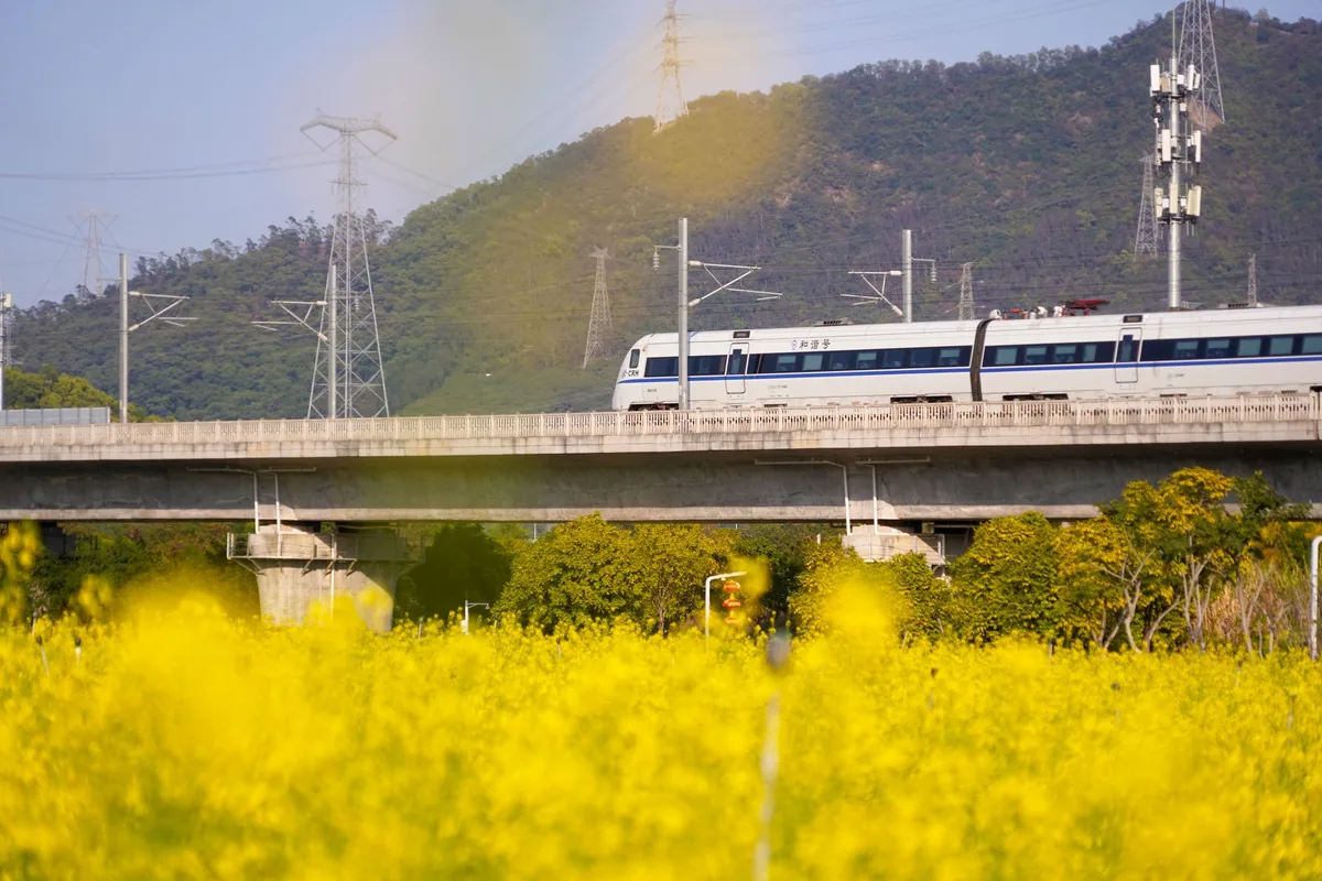 A high-speed train crossing yellow fields in spring