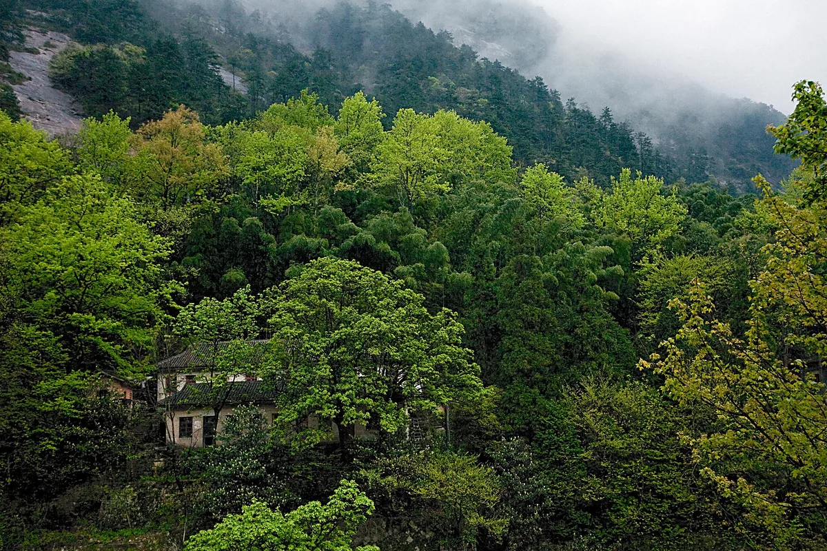 Forested granite slopes and a pavilion on Mount Huangshan