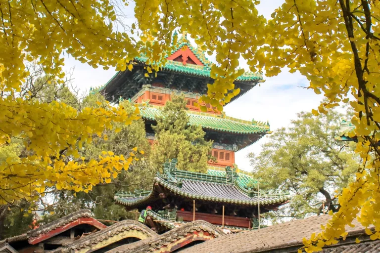 Bell Tower of Shaolin Temple beside a golden ginkgo tree