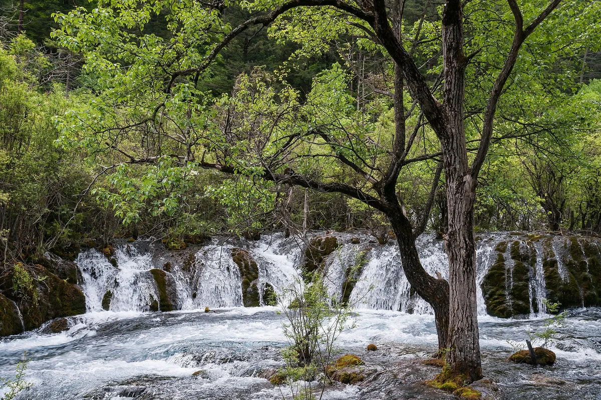 Waterfall flowing through forest in Jiuzhaigou Valley, Sichuan