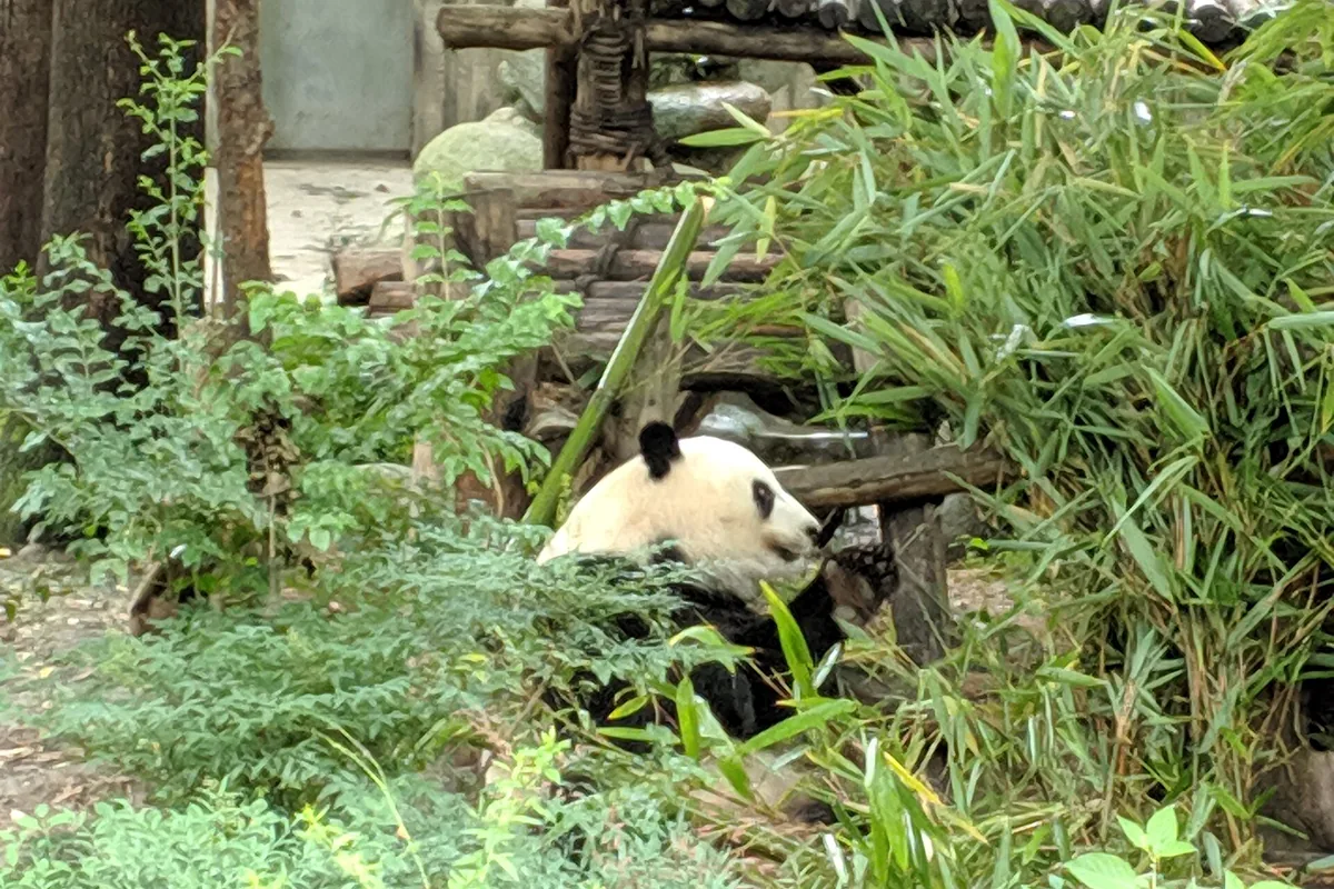 Giant panda at the Chengdu Research Base of Giant Panda Breeding