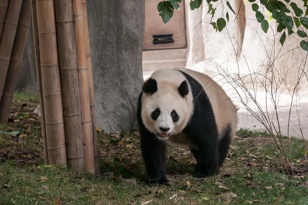 Giant panda walking at the Chengdu Research Base of Giant Panda Breeding