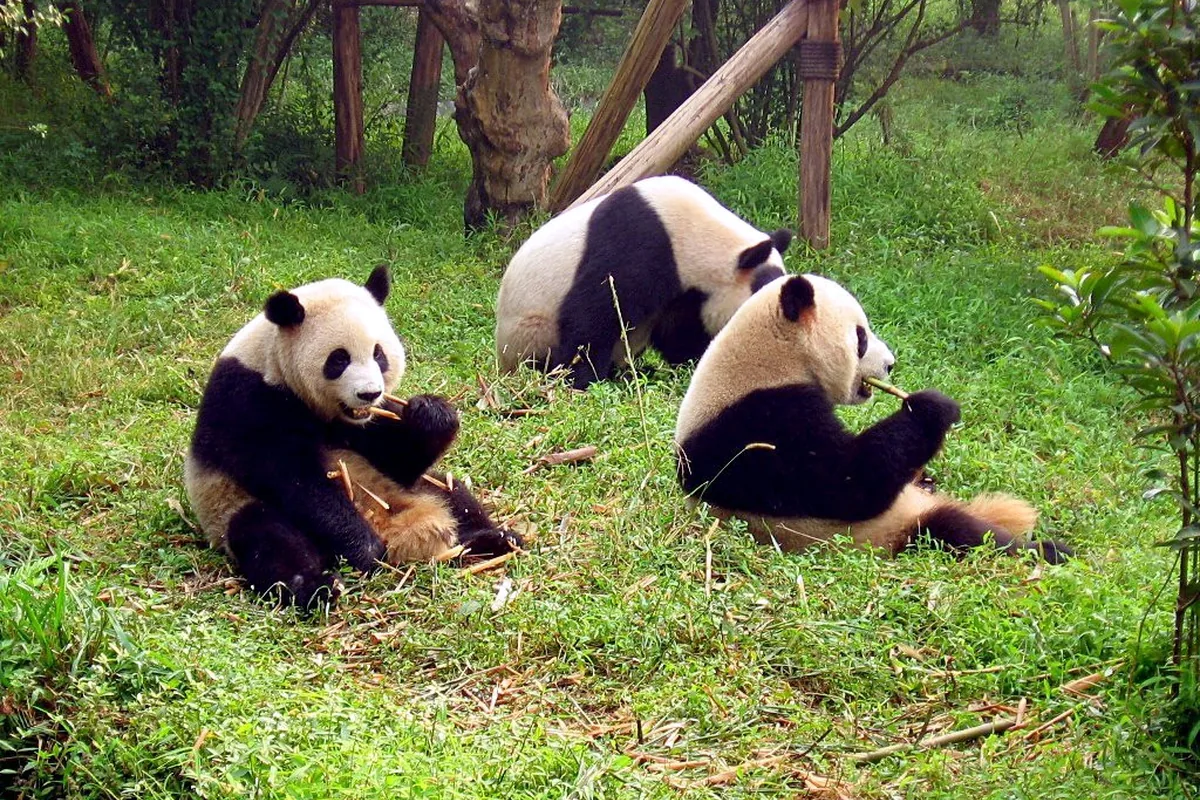 Three giant pandas resting on grass at the Chengdu Research Base