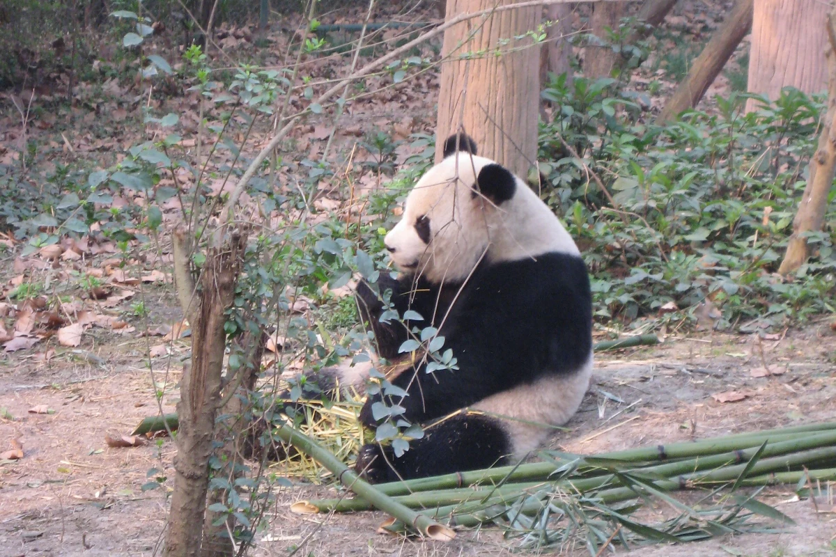 Giant panda eating bamboo in a wooded enclosure at Chengdu Panda Base