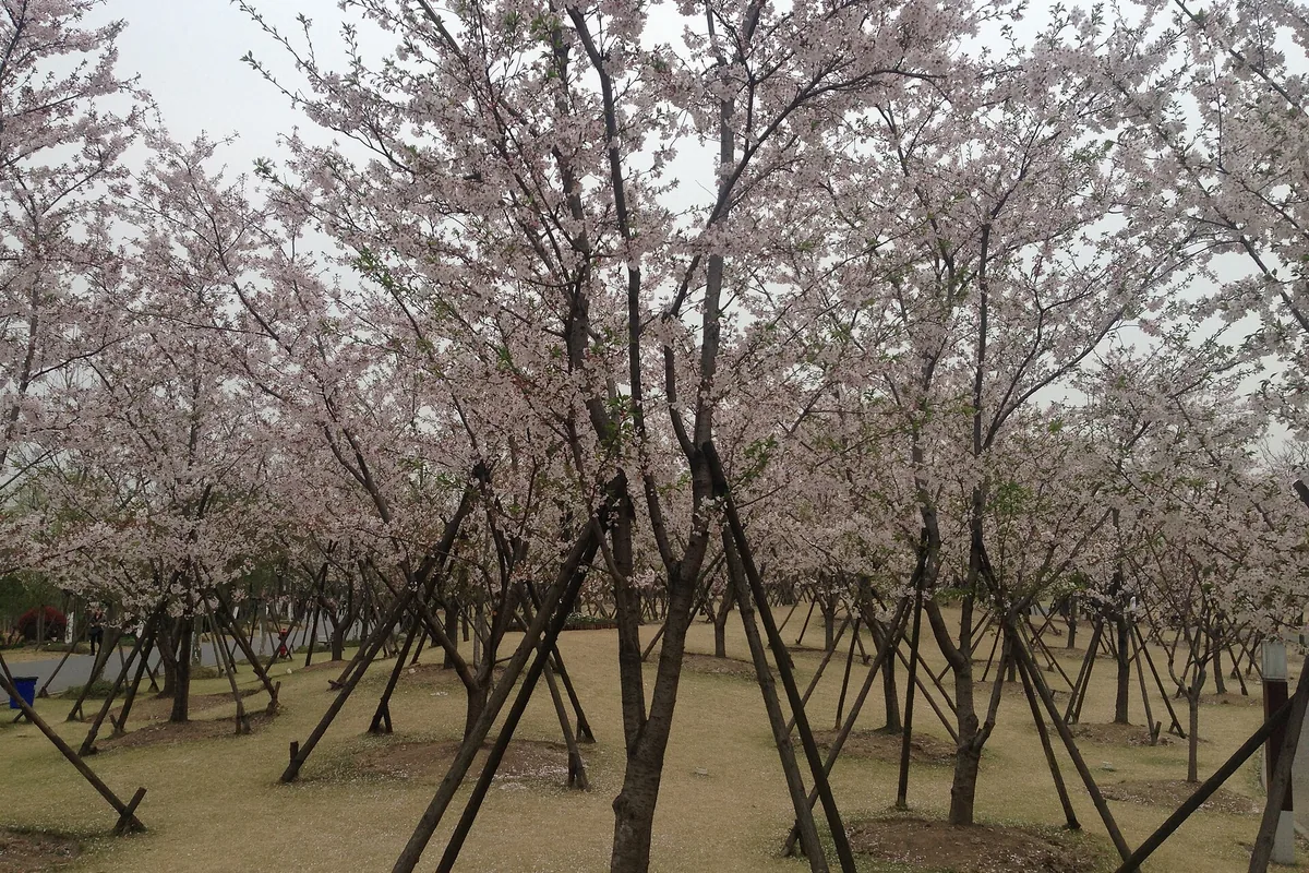 Cherry blossoms in Gucun Park, Shanghai, during spring