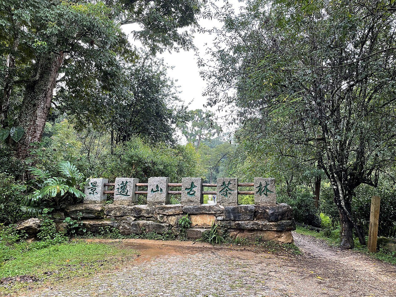 Entrance marker among trees at Dapingzhang old tea forest on Jingmai Mountain