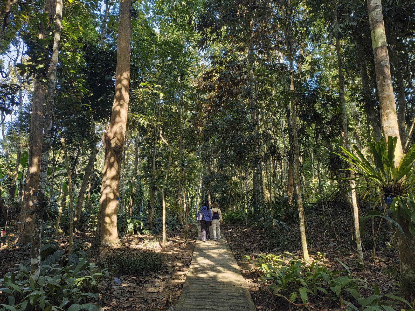 Tropical rainforest vegetation at Xishuangbanna Tropical Botanical Garden